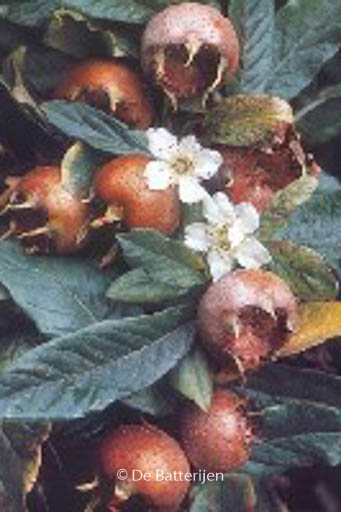 Mespilus germanica ‚Boom en Vrucht‘