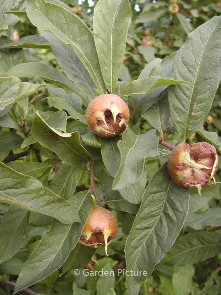 Mespilus germanica ‚Bredase Reus‘