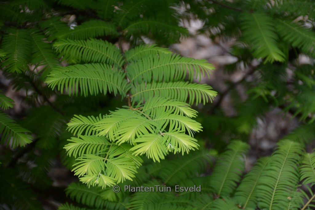 Metasequoia glyptostroboides ‚Amber Glow‘
