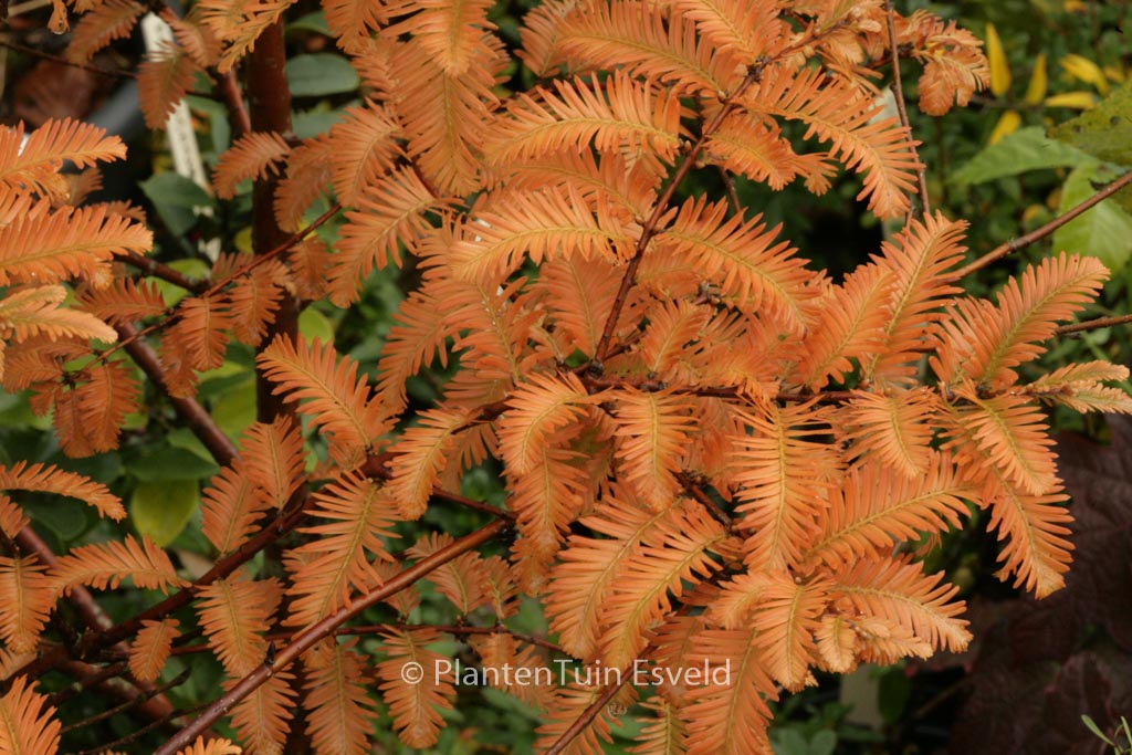 Metasequoia glyptostroboides ‚Chubby‘