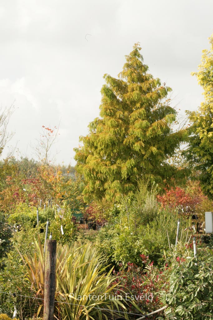 Metasequoia glyptostroboides ‚Maitthaei Broom‘