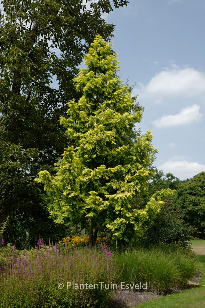 Metasequoia glyptostroboides ‚Ogon‘ (GOLDRUSH)