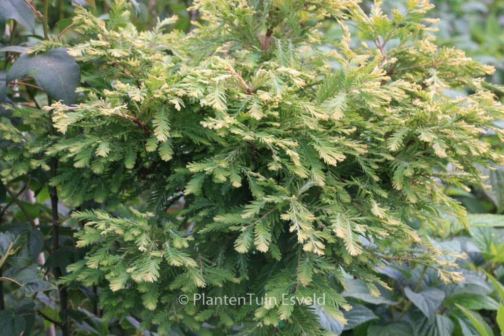 Metasequoia glyptostroboides ‚Schirrman’s Nordlicht‘