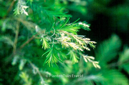 Metasequoia glyptostroboides ‚White Spot‘