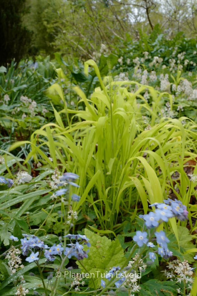Milium effusum ‚Aureum‘