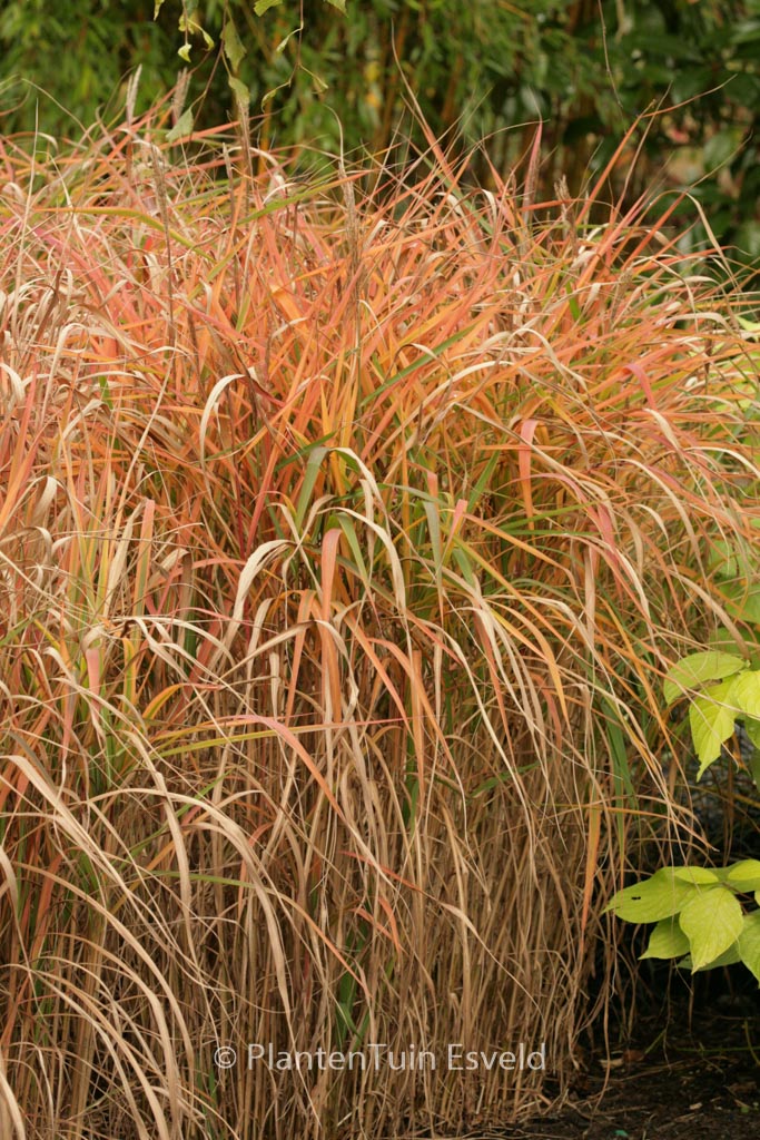 Miscanthus ‚Purpurascens‘