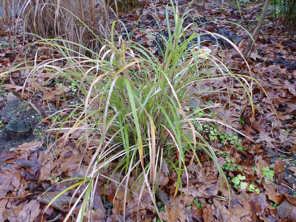 Miscanthus flavidus ‚Taiwan‘