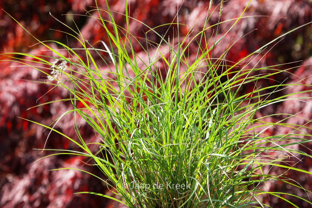 Miscanthus sinensis ‚Adagio‘