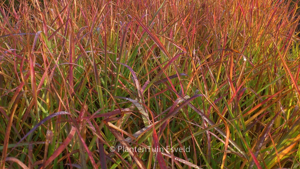 Miscanthus sinensis ‚Afrika‘