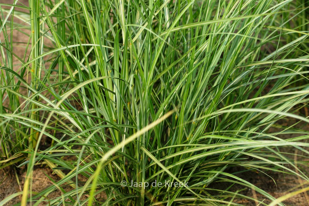Miscanthus sinensis ‚Apache‘