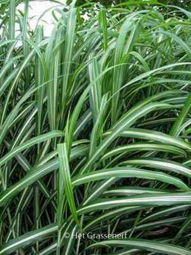 Miscanthus sinensis ‚Cabaret‘