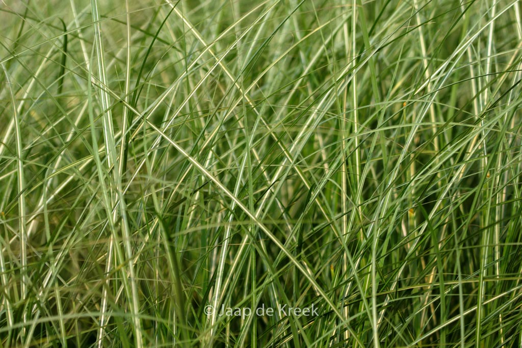 Miscanthus sinensis ‚China‘