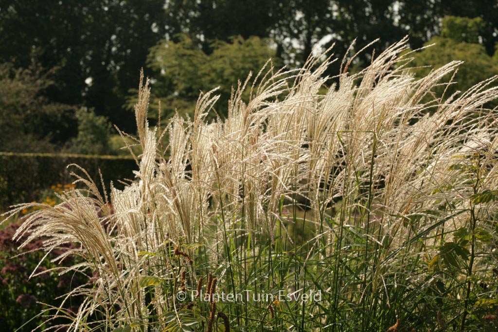 Miscanthus sinensis ‚Dronning Ingrid‘