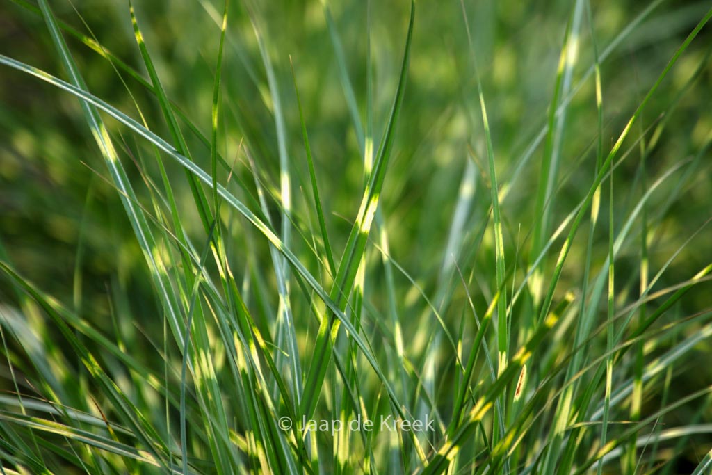 Miscanthus sinensis ‚Etincelle‘