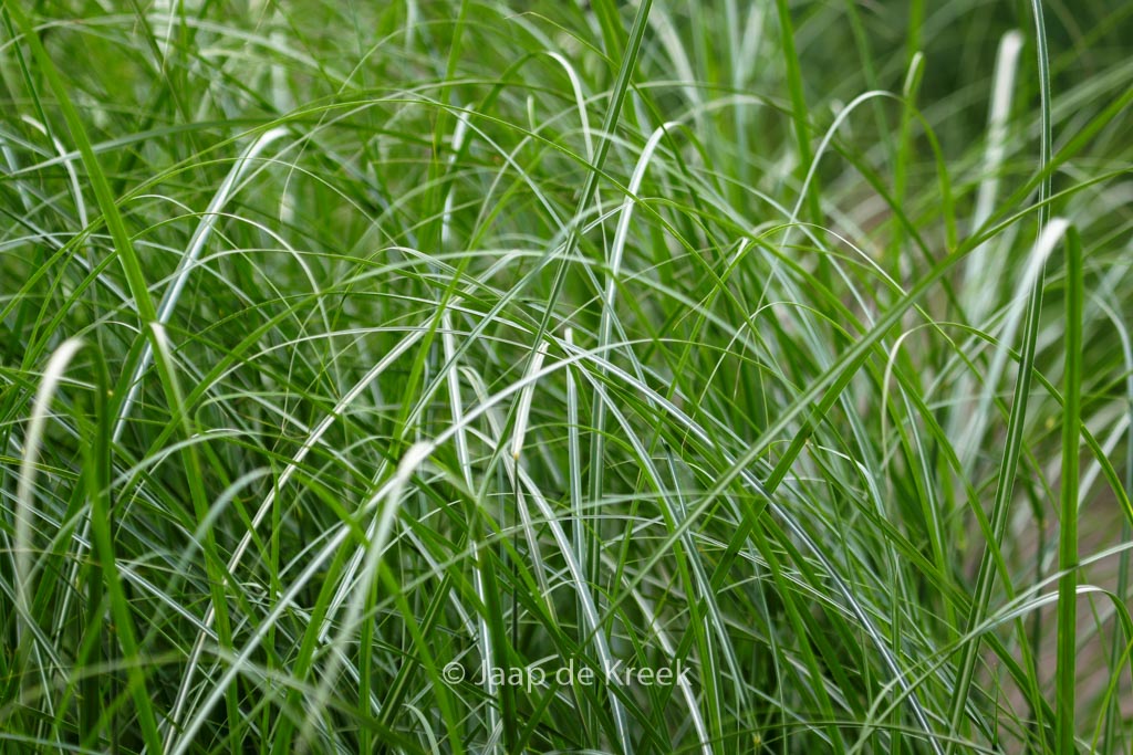 Miscanthus sinensis ‚Federweisser‘