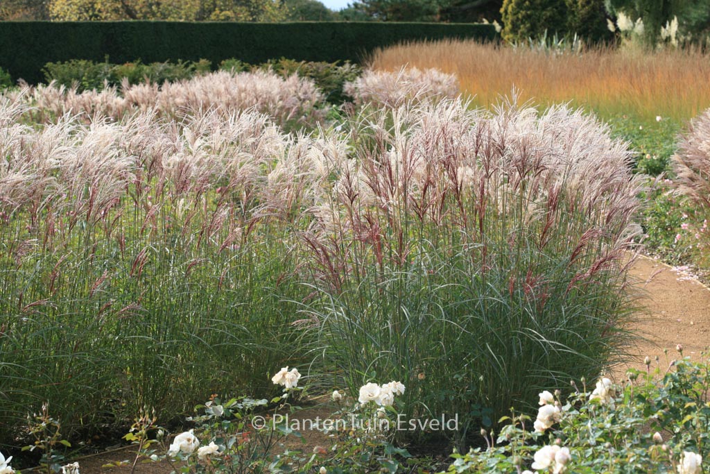 Miscanthus sinensis ‚Ferner Osten‘