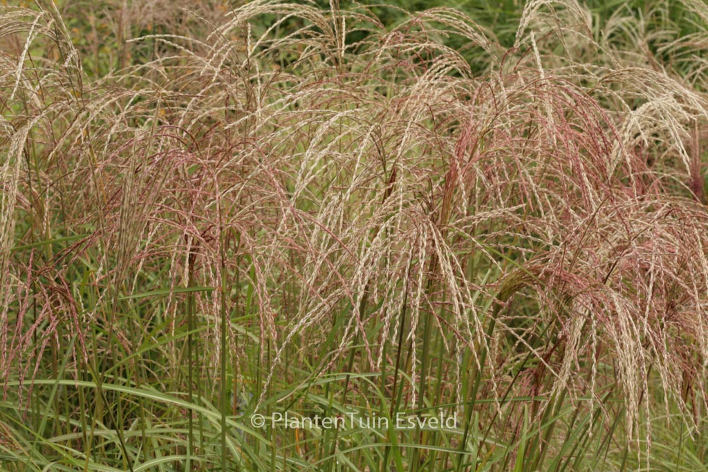 Miscanthus sinensis ‚Flamingo‘