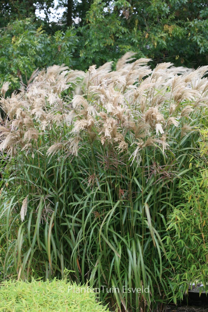 Miscanthus sinensis ‚Gewitterwolke‘