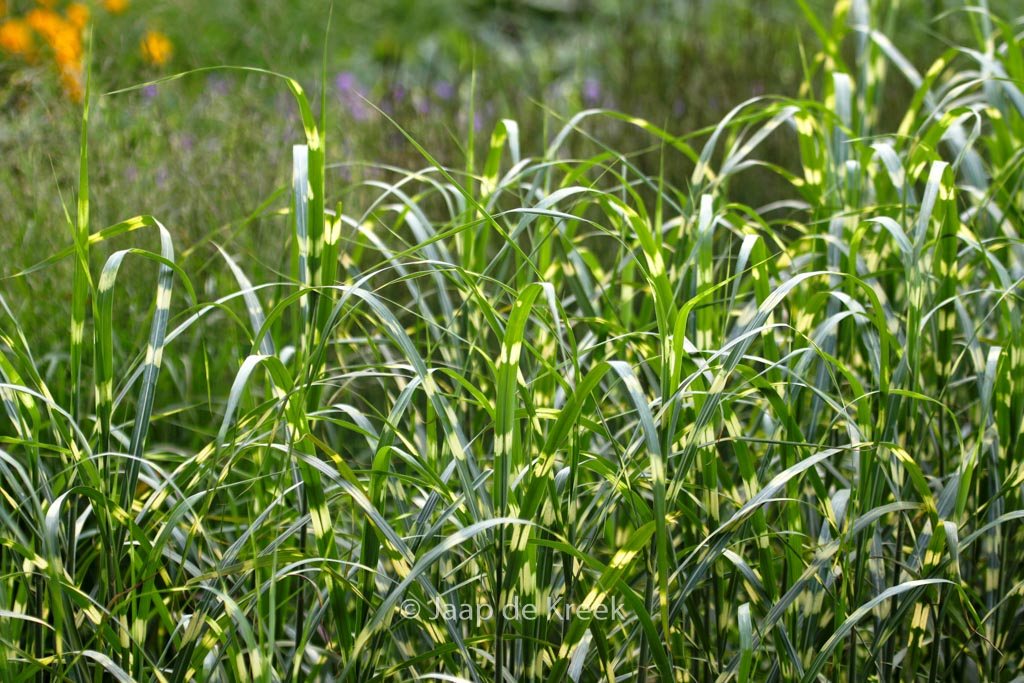 Miscanthus sinensis ‚Giraffe‘
