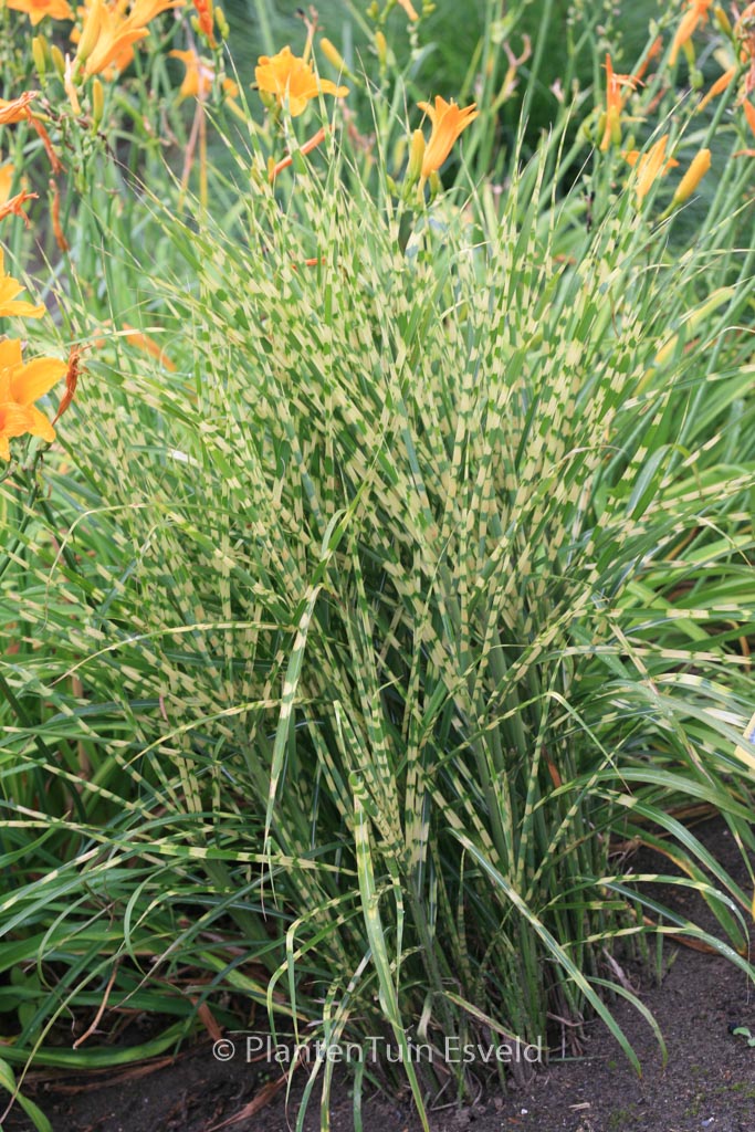 Miscanthus sinensis ‚Gold Bar‘