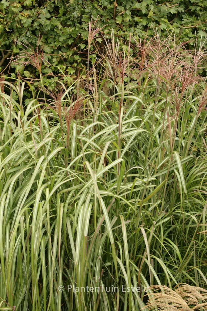 Miscanthus sinensis ‚Goliath‘