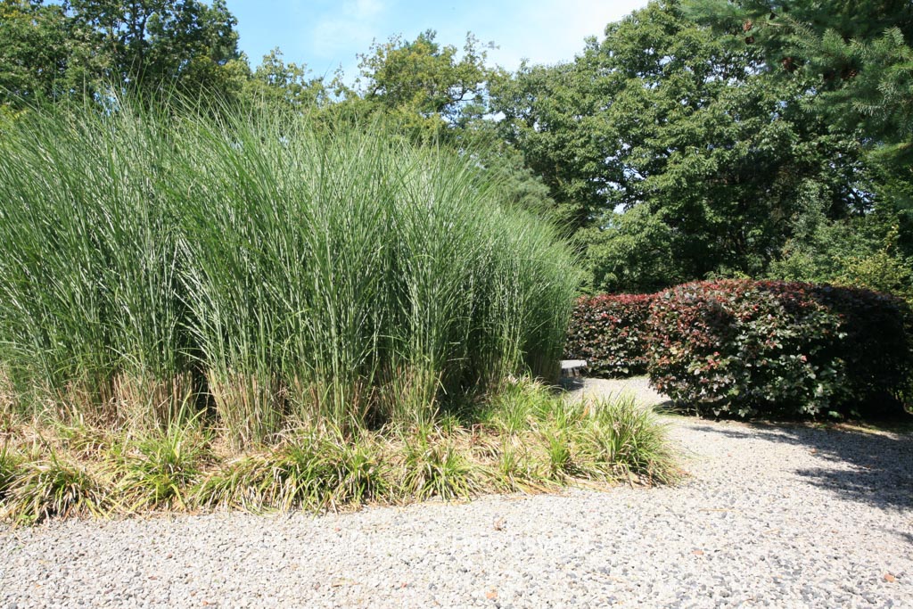 Miscanthus sinensis ‚Gracillimus‘