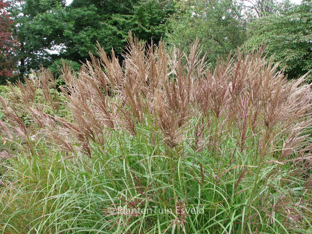 Miscanthus sinensis ‚Graziella‘