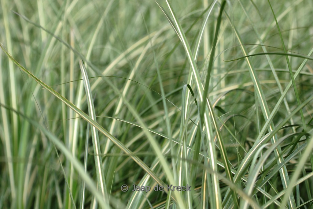 Miscanthus sinensis ‚Grosse Fontäne‘