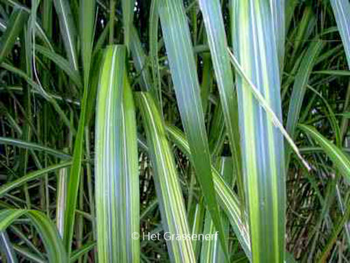 Miscanthus sinensis ‚Jubilar‘