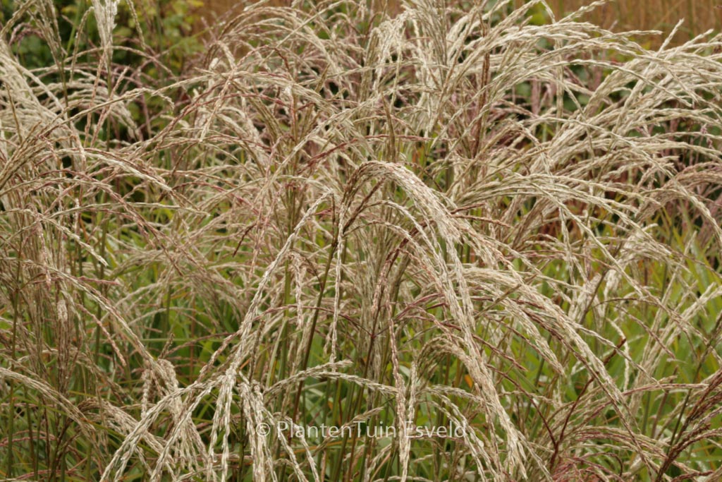 Miscanthus sinensis ‚Kleine Fontaene‘