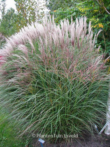 Miscanthus sinensis ‚Kleine Silberspinne‘