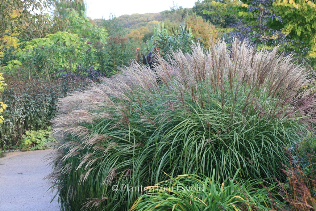 Miscanthus sinensis ‚Krater‘