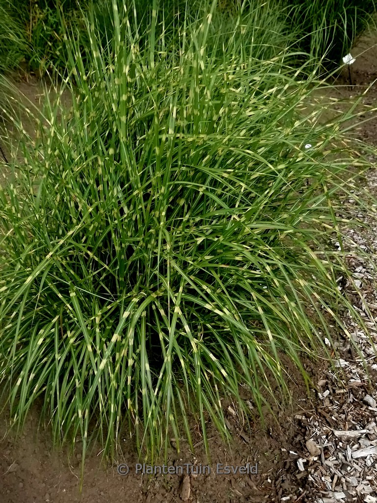 Miscanthus sinensis ‚Little Zebra‘