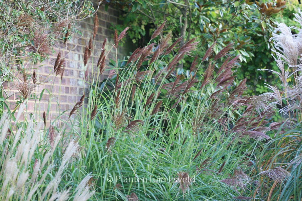 Miscanthus sinensis ‚Malepartus‘