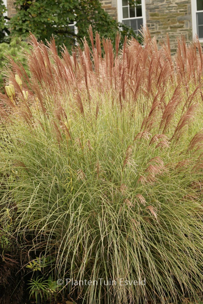 Miscanthus sinensis ‚Morning Light‘