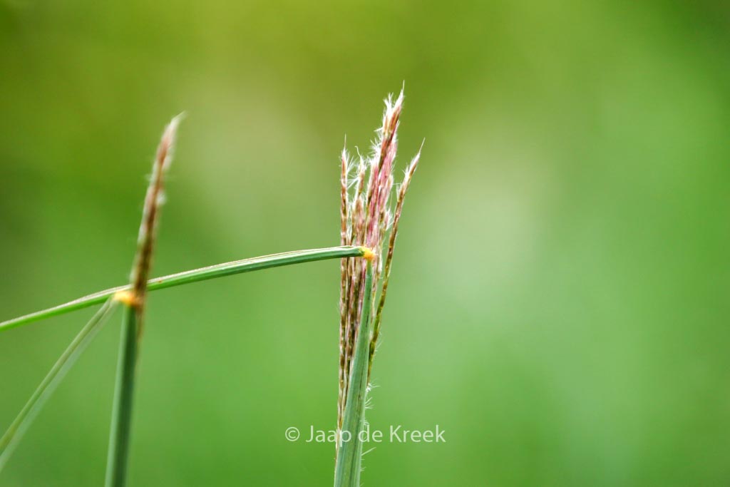 Miscanthus sinensis ‚Nippon‘