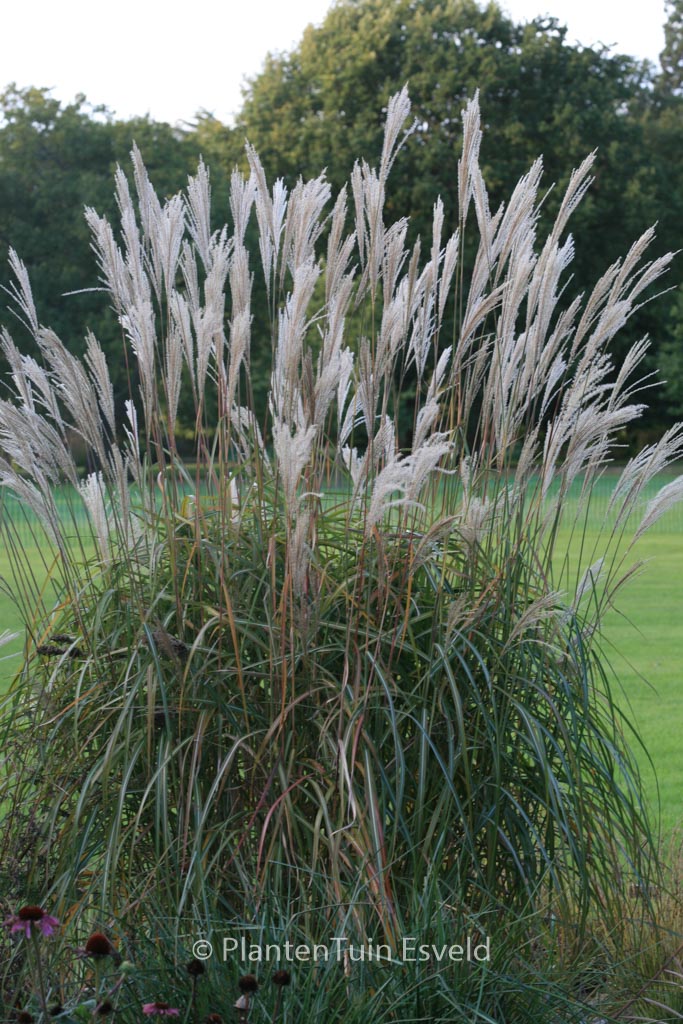 Miscanthus sinensis ‚Prof. Richard Hansen‘