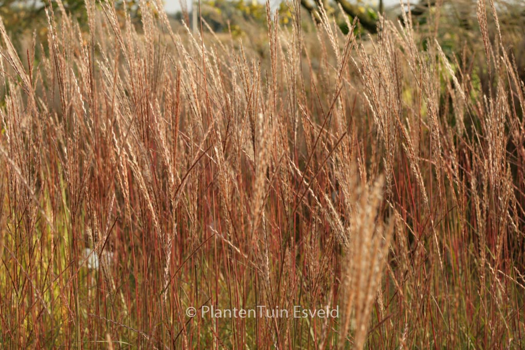 Miscanthus sinensis ‚Purple Fall‘