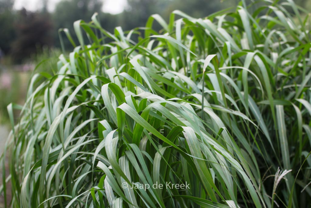 Miscanthus sinensis ‚Rosi‘
