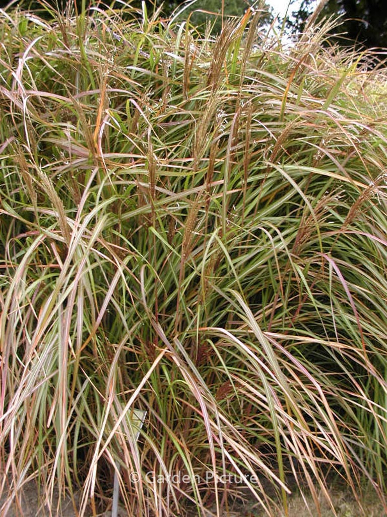 Miscanthus sinensis ‚Rotsilber‘