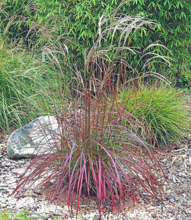 Miscanthus sinensis ‚Ruby Cute‘