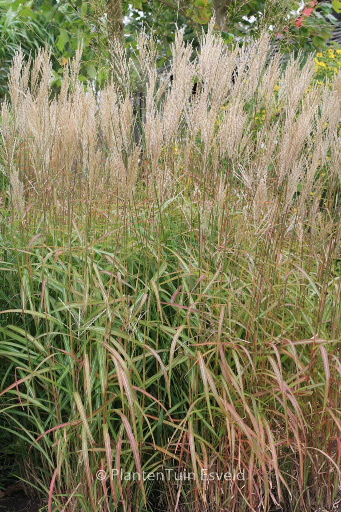 Miscanthus sinensis ‚Samurai‘