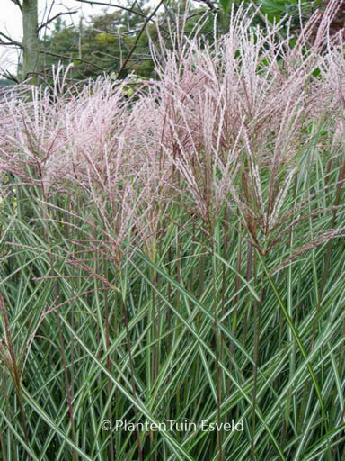 Miscanthus sinensis ‚Sarabande‘