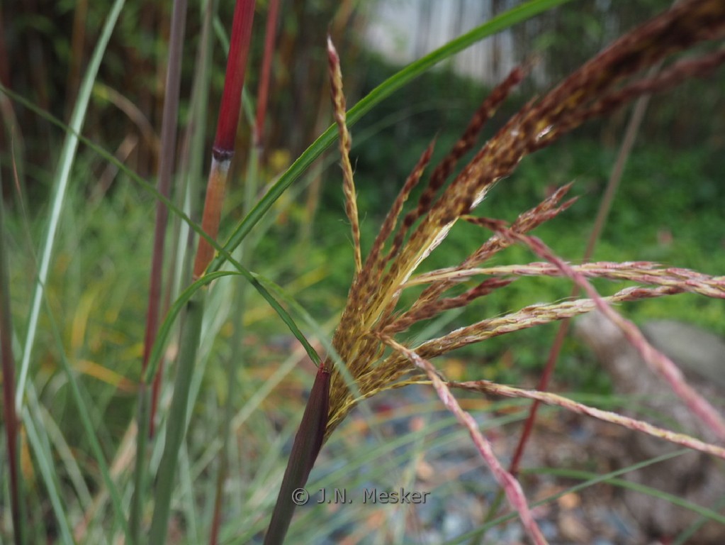 Miscanthus sinensis ‚Serengeti‘