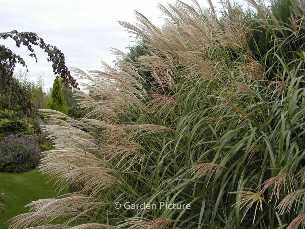 Miscanthus sinensis ‚Silberfeder‘