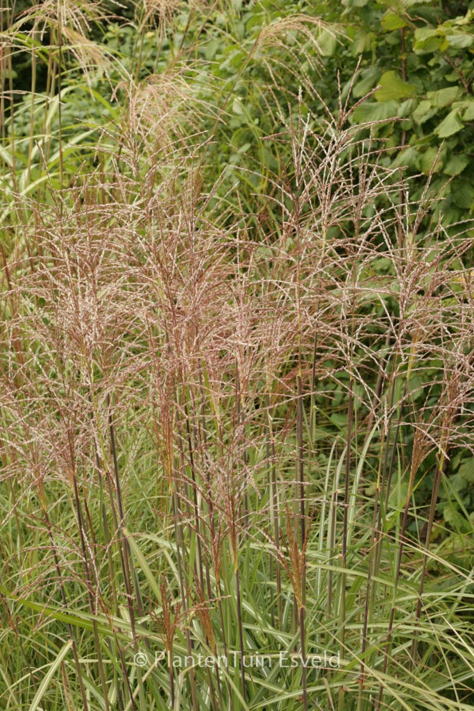Miscanthus sinensis ‚Silberspinne‘