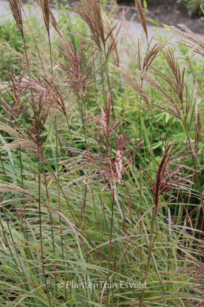 Miscanthus sinensis ‚Sioux‘