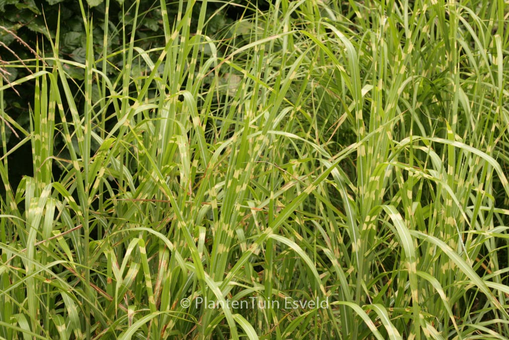 Miscanthus sinensis ‚Strictus‘