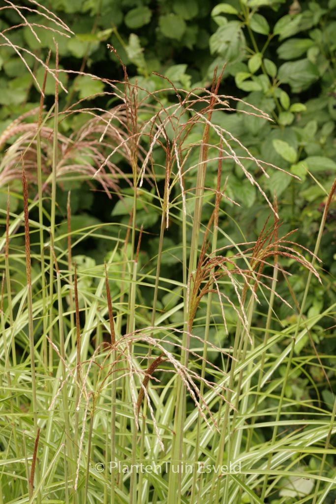 Miscanthus sinensis ‚Undine‘