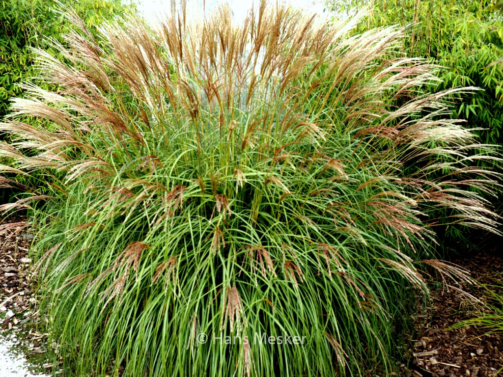 Miscanthus sinensis ‚Yaka Dance‘